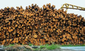 Stock de bois à la scierie de Biot