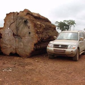 Grume d'acajou, dans notre scierie en Guinée