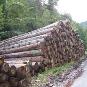 stock de grumes en forêt à destination de la scierie